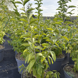 Dovyalis caffra - Pommier de Kei