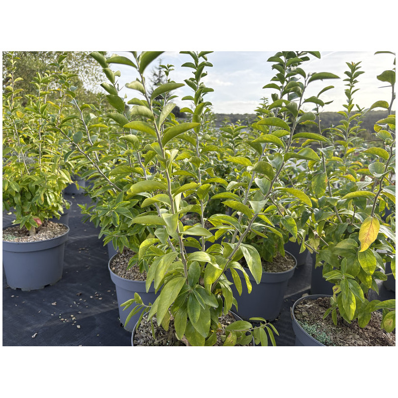 Dovyalis caffra - Pommier de Kei