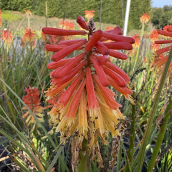 Kniphofia 'Poco Daybreak'