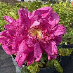 Rosa rugosa 'Roseraie de l'Haÿ'