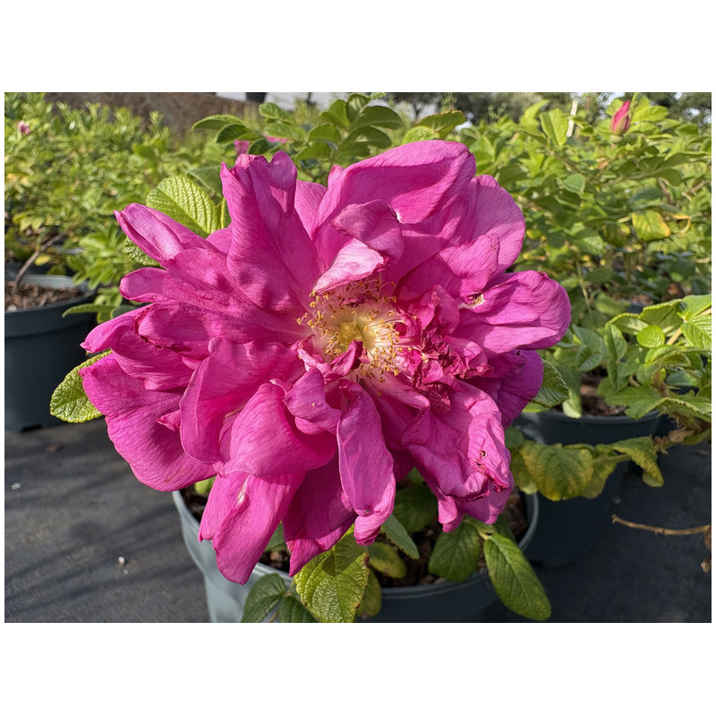 Rosa rugosa 'Roseraie de l'Haÿ'