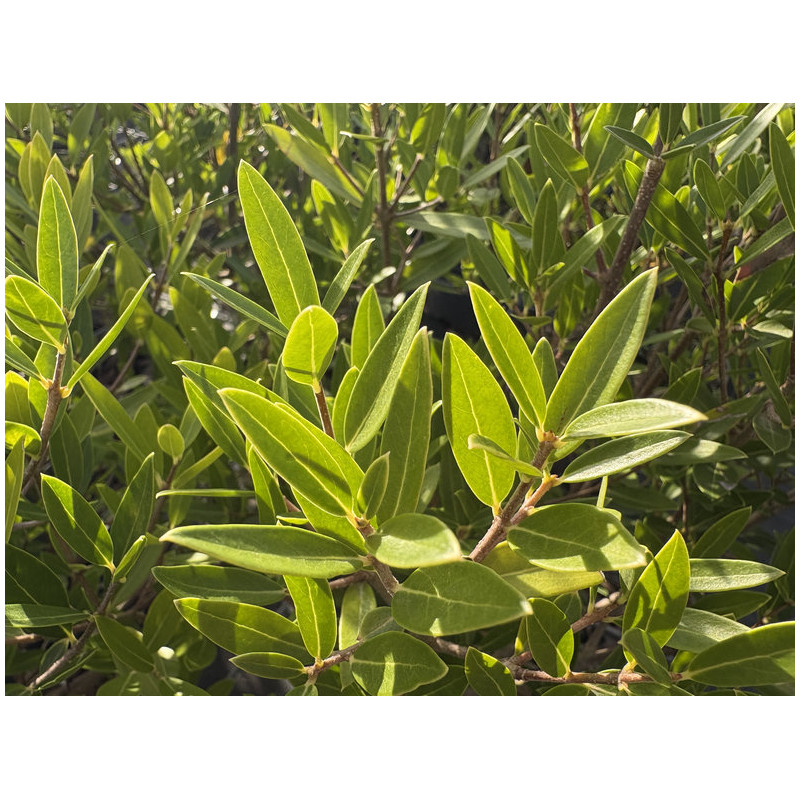 Phillyrea angustifolia 'Green Quick' ® - Filaire à feuilles étroites