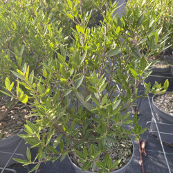 Phillyrea angustifolia 'Green Quick' ®