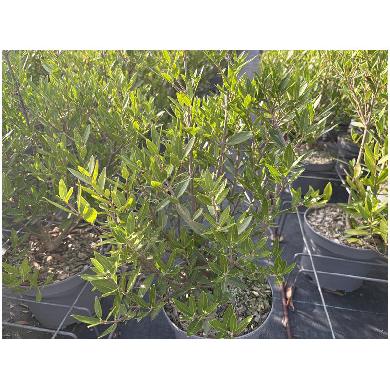 Phillyrea angustifolia 'Green Quick' ®