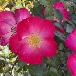 Rosa 'Lupo' ® - Nectar Garden ® - Rosier