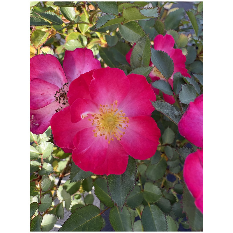 Rosa 'Lupo' ® - Nectar Garden ® - Rosier