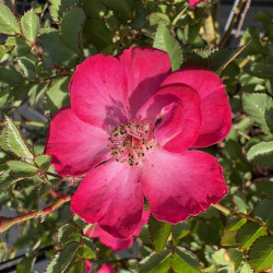 Rosa 'Lupo' ® - Nectar Garden ® - Rosier