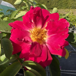 Rosa 'Naturen' ® - Nectar Garden ® - Rosier