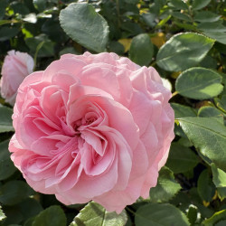 Rosa 'Larissa' ® - Urban Streetlight ® - Rosier hybride