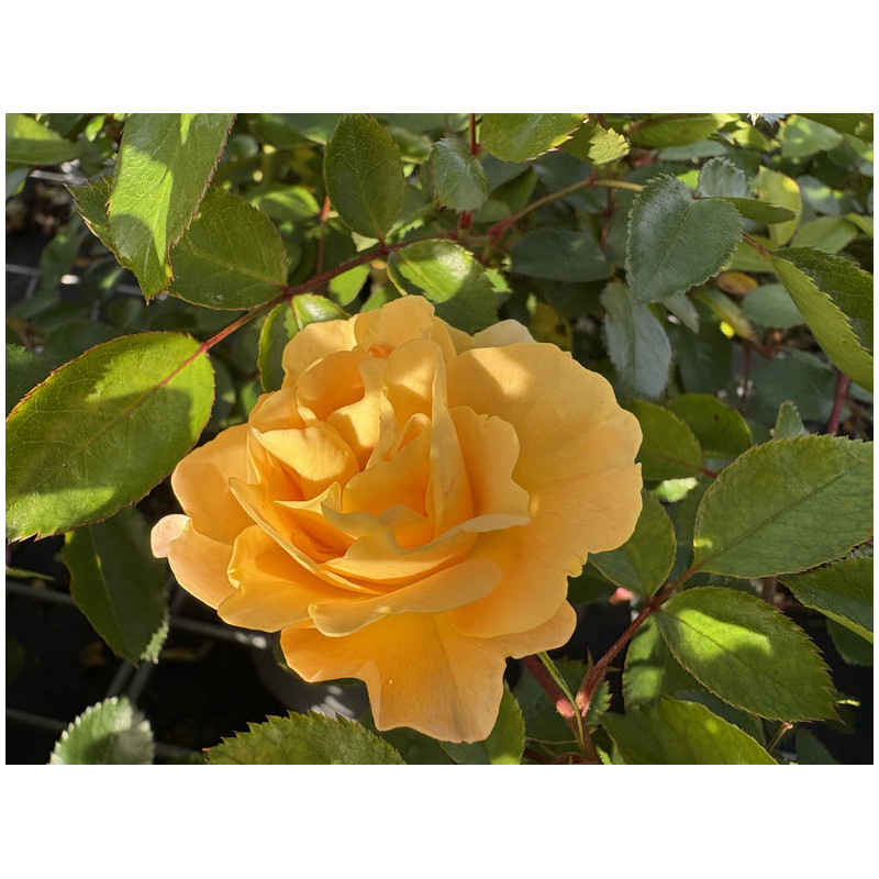 Rosa Décorosier® - 'Soleya' ® - 'Noa71610' - Rosier