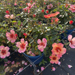 Rosa 'Baia'