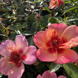 Rosa 'Baia'
