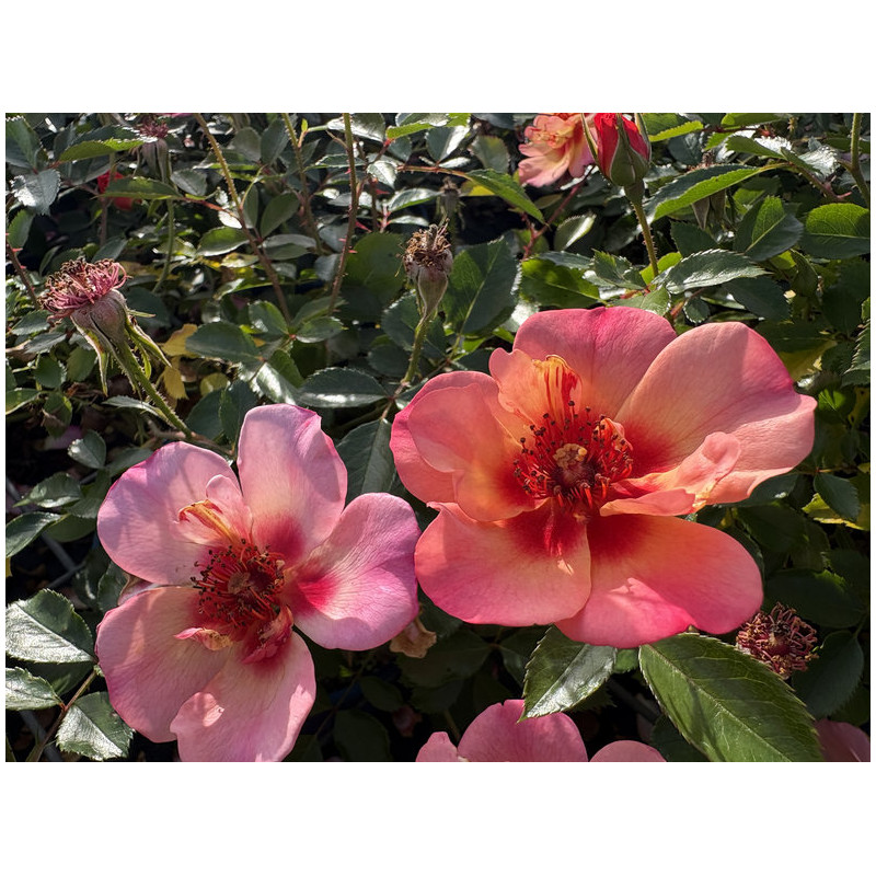 Rosa 'Baia'