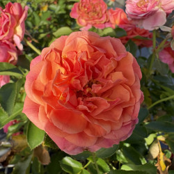 Rosa 'Mandarin' ® - Lilliputs ® - Rosier nain