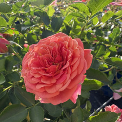Rosa 'Mandarin' ® - Lilliputs ® - Rosier nain