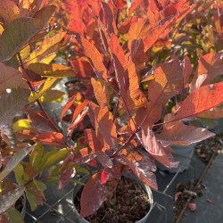 Cotinus coggygria Grace - Arbre à perruque