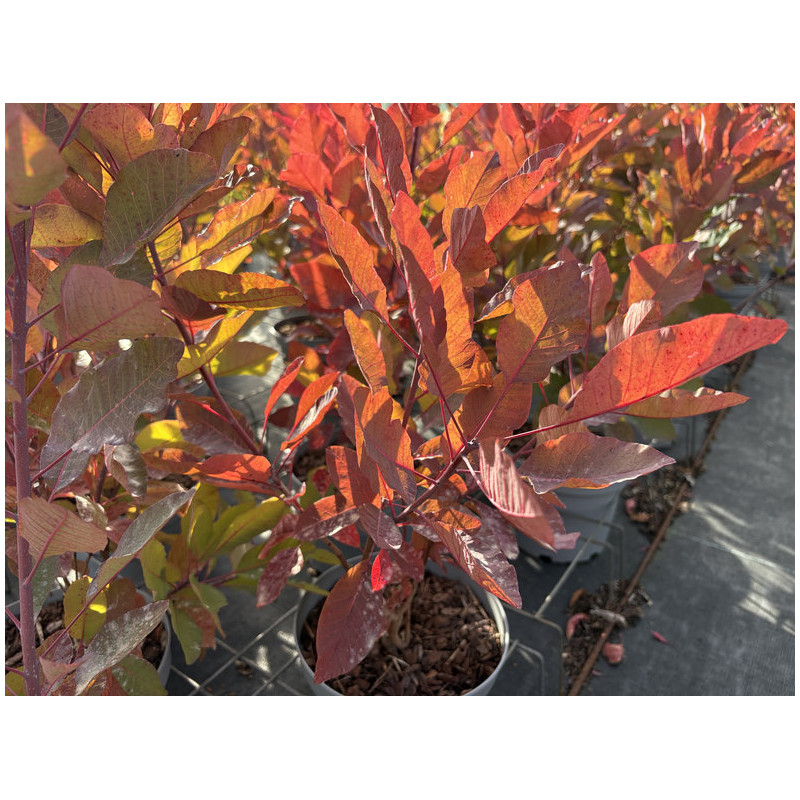 Cotinus coggygria Grace - Arbre à perruque