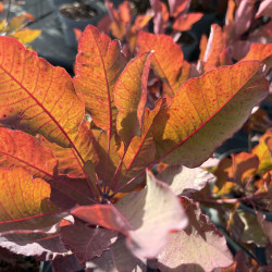 Cotinus coggygria Grace - Arbre à perruque