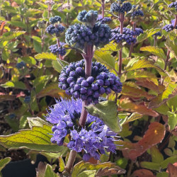 Caryopteris ‘Pavilion Blue‘® - Spirée bleue