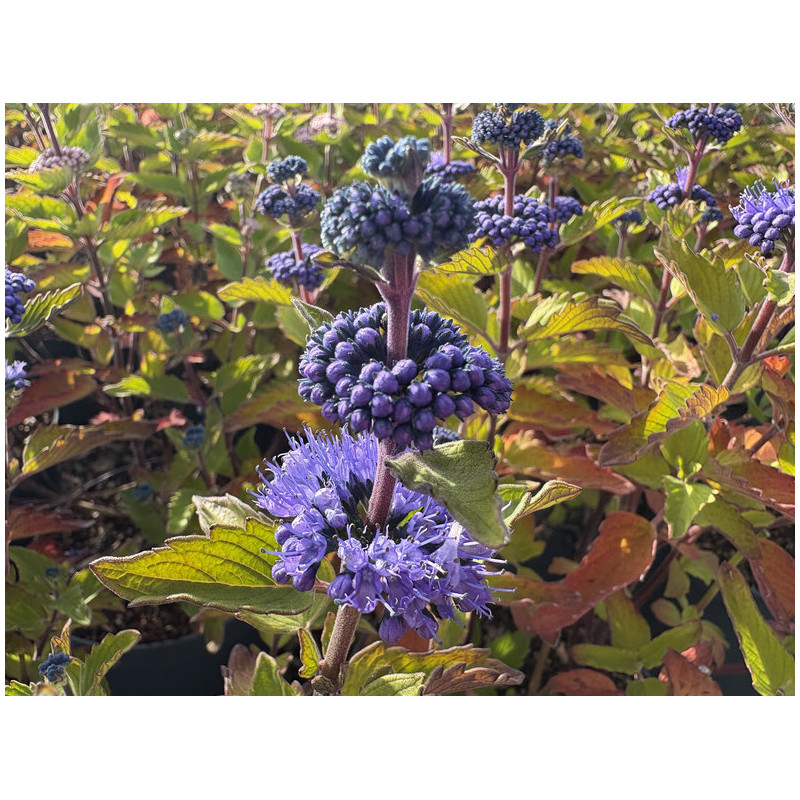 Caryopteris ‘Pavilion Blue‘® - Spirée bleue