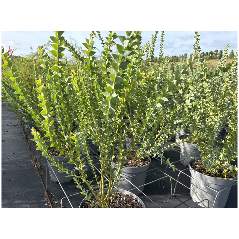 Acacia cultriformis - mimosa couteau