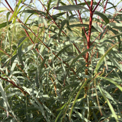 Acacia iteaphylla - Mimosa à feuilles de saule