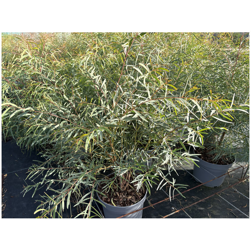 Eucalyptus Nicholii - Gommier menthe de Nicol