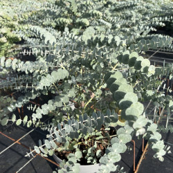Eucalyptus pulverulenta 'Baby blue' - Gommier argenté