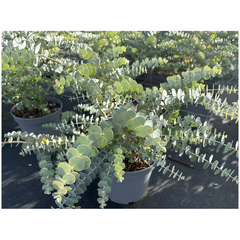 Eucalyptus pulverulenta 'Baby blue' - Gommier argenté