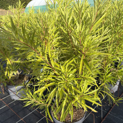 Lomatia polymorpha