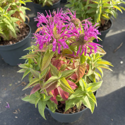 Monarda 'Balmy Lilac' - Bergamote vivace naine
