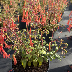 Phygelius capensis