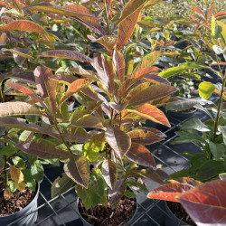 Franklinia alatamaha