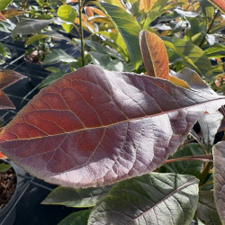 Franklinia alatamaha