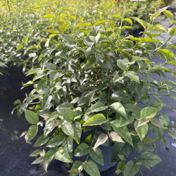 Halleria lucida - chèvrefeuille africain