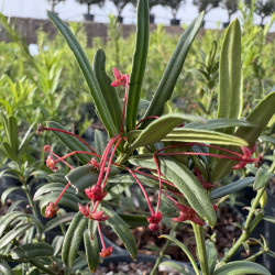 Euonymus nanus 'var.Turkestanicus' - Fusain du Turkestan
