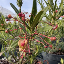 Euonymus nanus 'var.Turkestanicus' - Fusain du Turkestan
