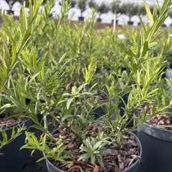 Euonymus nanus 'var.Turkestanicus' - Fusain du Turkestan