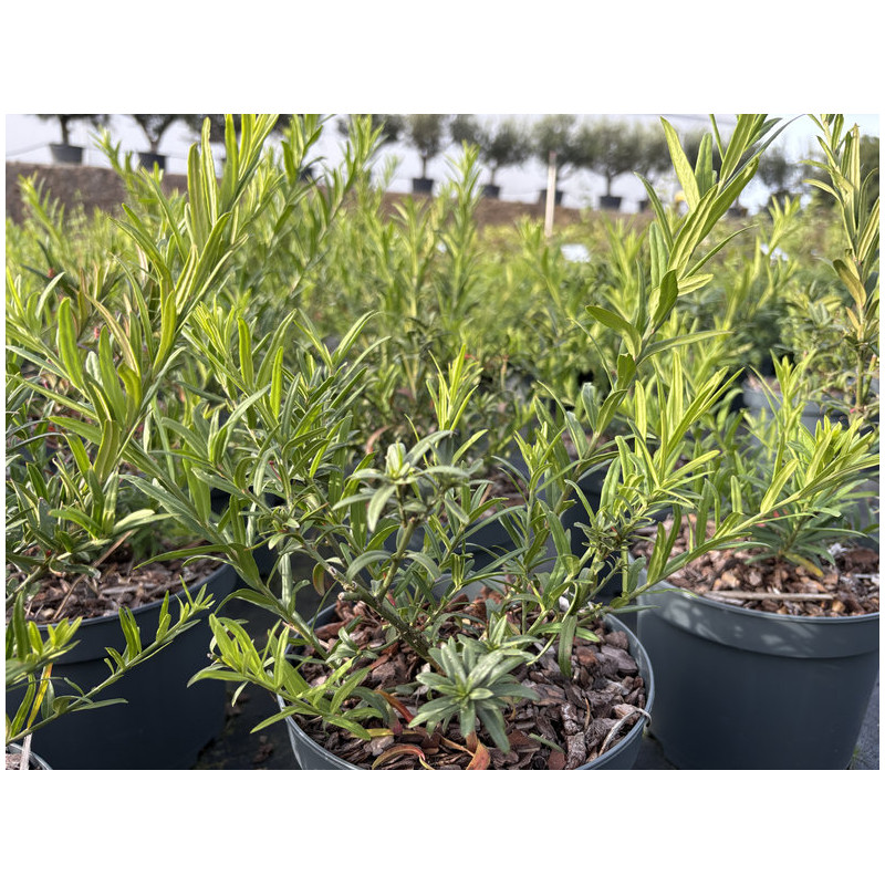 Euonymus nanus 'var.Turkestanicus' - Fusain du Turkestan