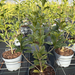 Osmanthus fragrans Aurantiacus