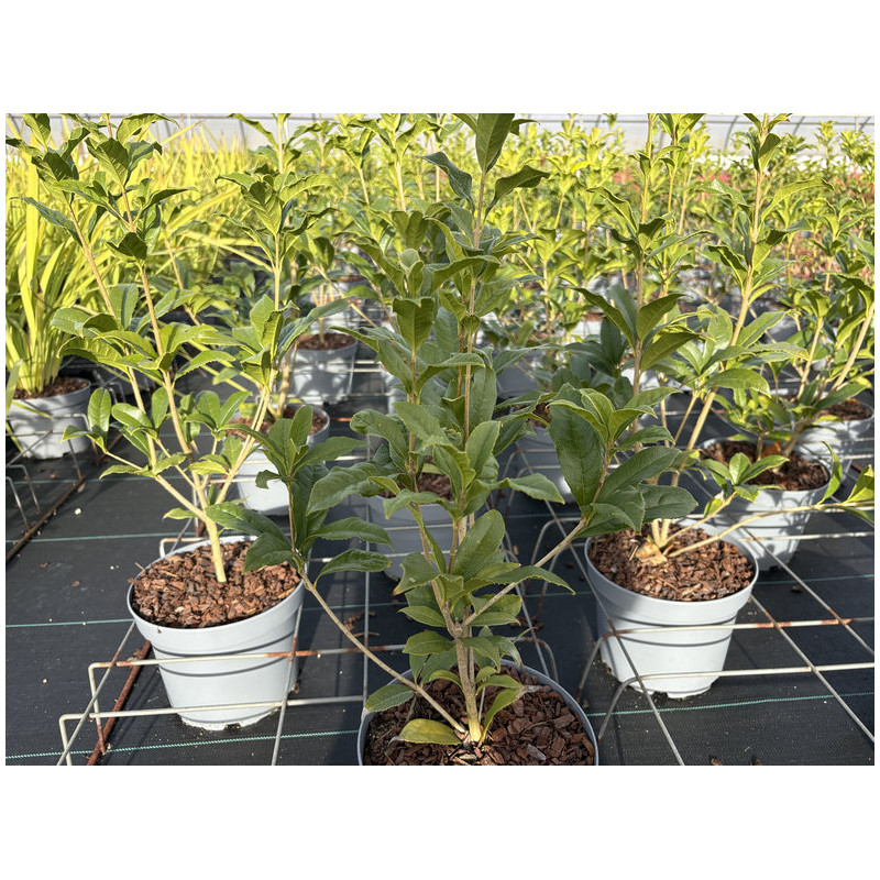 Osmanthus fragrans Aurantiacus