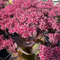 Sedum x telephium 'Thunderhead'