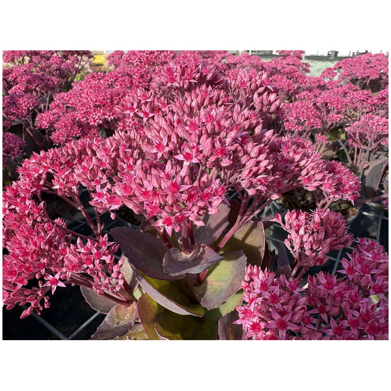 Sedum x telephium 'Thunderhead'