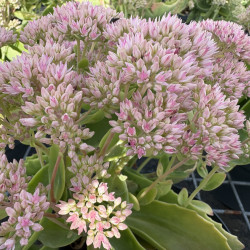 Sedum 'Mr Goodbud'