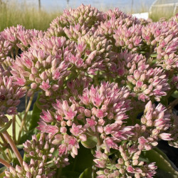 Sedum 'Mr Goodbud'