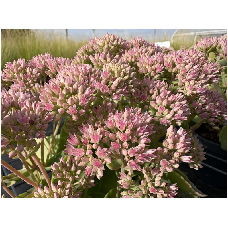 Sedum 'Mr Goodbud'