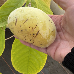 Asimina triloba 'Davis' - Asiminier