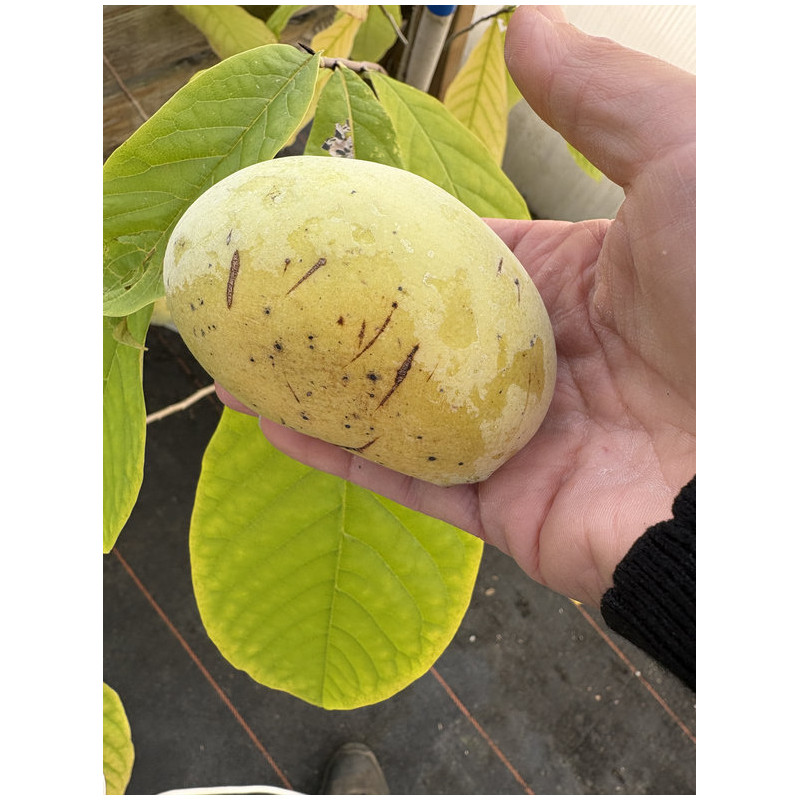 Asimina triloba 'Davis' - Asiminier