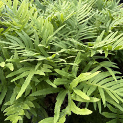 Polypodium vulgare 'Whitley Giant' - Fougère, Polypode