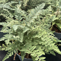 Cheilanthes lanosa - Fougère laineuse
